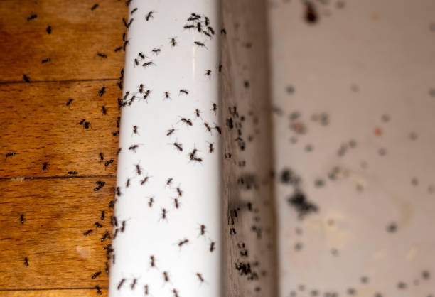 Best Pest Control for Businesses  in Marbury, AL